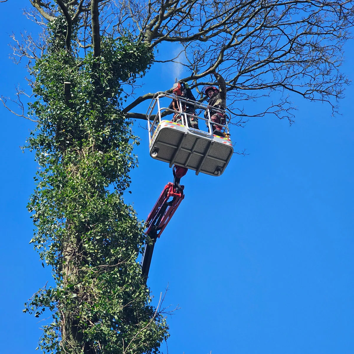Tree Reductions